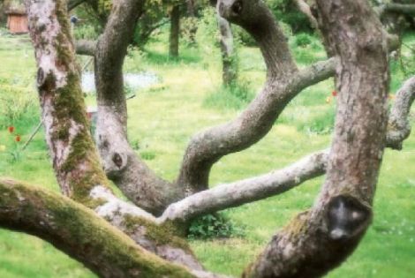Knorrige Apfelbaumzweige im Obstgarten