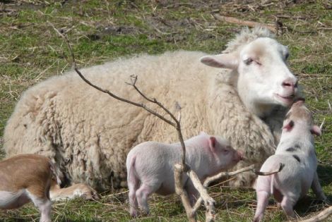 Schaf mit Ferkeln auf der Weide
