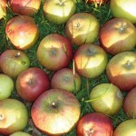 Frisch geerntete Äpfel Frisch geerntete Äpfel