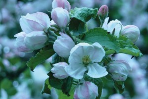 Apfelblüte Apfelblüte im Frühling