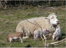 Schaf mit Ferkeln auf der Weide