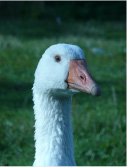Weiße Gans im Porträt